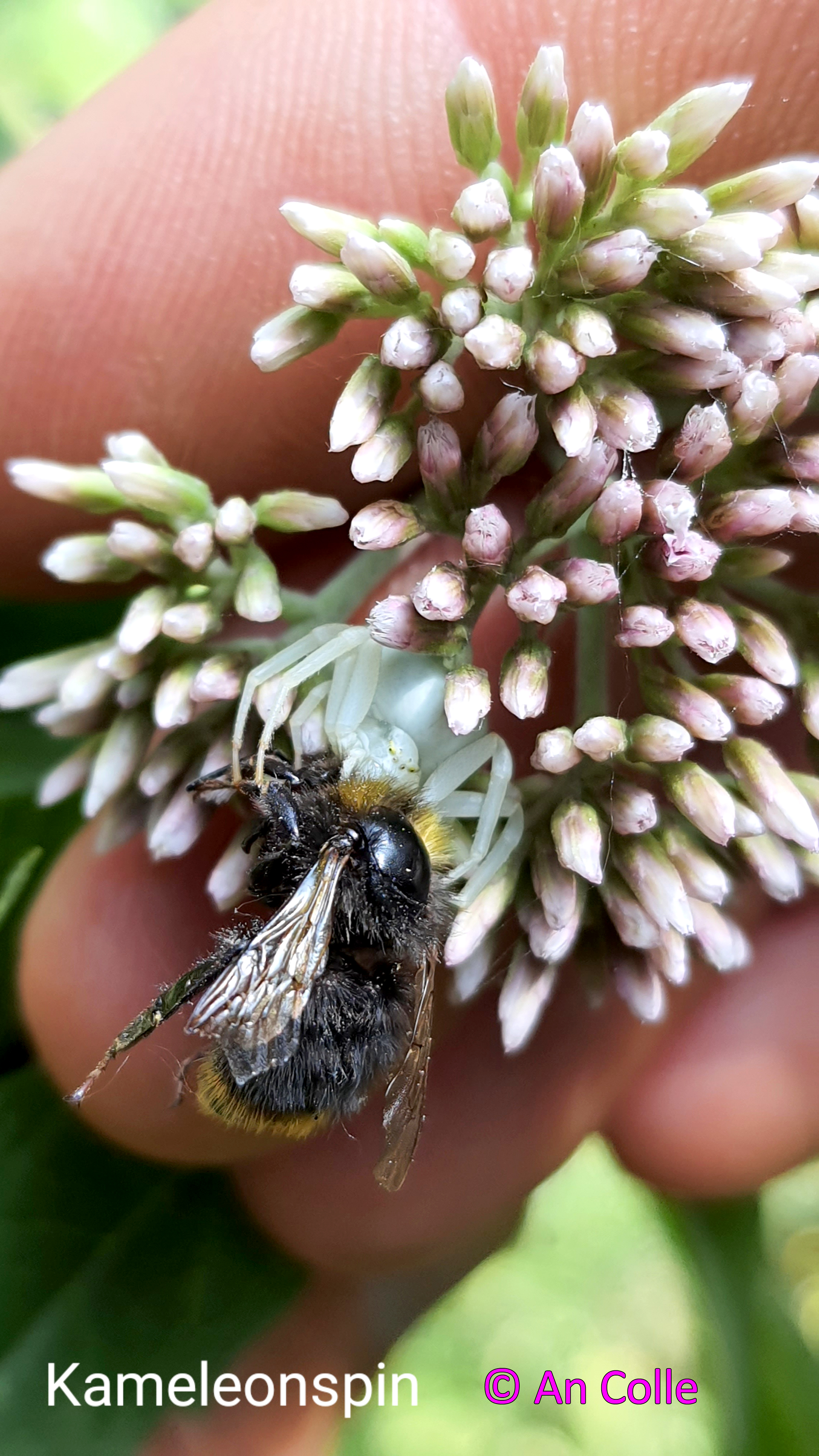 Foto van een kameleonspin_met_hommel