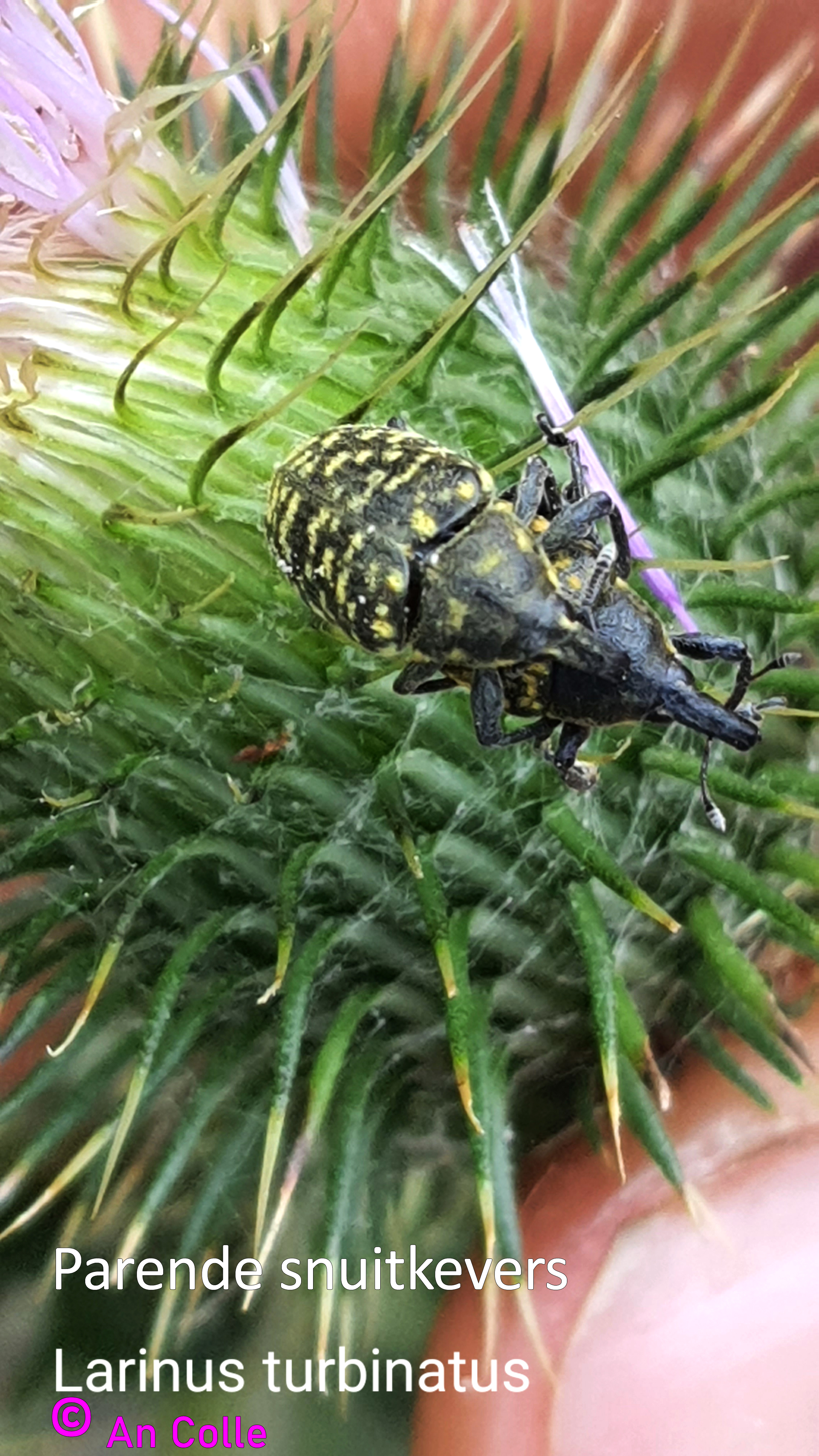 Foto van parende snuitkevers